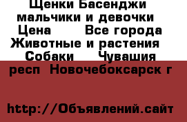 Щенки Басенджи ,мальчики и девочки › Цена ­ 1 - Все города Животные и растения » Собаки   . Чувашия респ.,Новочебоксарск г.